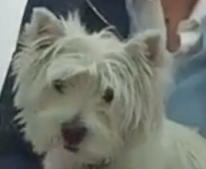 Flashy, Vétérinaire Versoix, Veterinaire Versoix, Versoix Veterinaire, Versoix Vétérinaire, cabinet vétérinaire versoix, cabinet veterinaire versoix, clinique vétérinaire versoix, vétérinaire de Garde Versoix,veterinaire de Garde Versoix, Cabinet Vétérinaire International