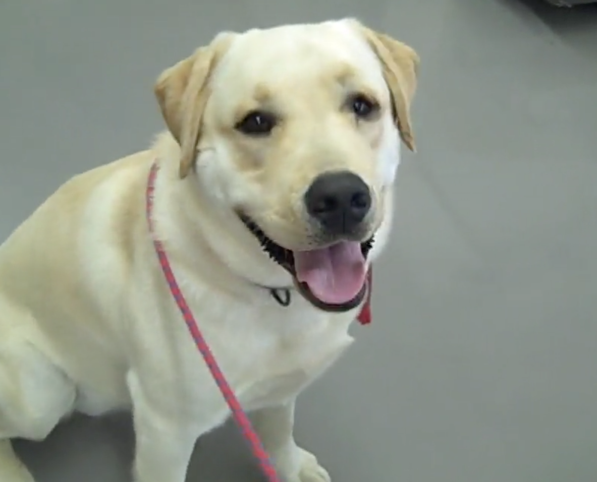 Cordy Labrador, Vétérinaire Versoix, Veterinaire Versoix, Versoix Veterinaire, Versoix Vétérinaire, cabinet vétérinaire versoix, cabinet veterinaire versoix, clinique vétérinaire versoix, vétérinaire de Garde Versoix,veterinaire de Garde Versoix, Cabinet Vétérinaire International