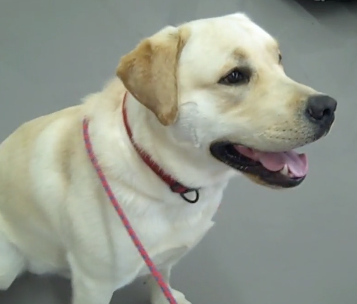 Labrador Cordy, Vétérinaire Versoix, Veterinaire Versoix, Versoix Veterinaire, Versoix Vétérinaire, cabinet vétérinaire versoix, cabinet veterinaire versoix, clinique vétérinaire versoix, vétérinaire de Garde Versoix,veterinaire de Garde Versoix, Cabinet Vétérinaire International